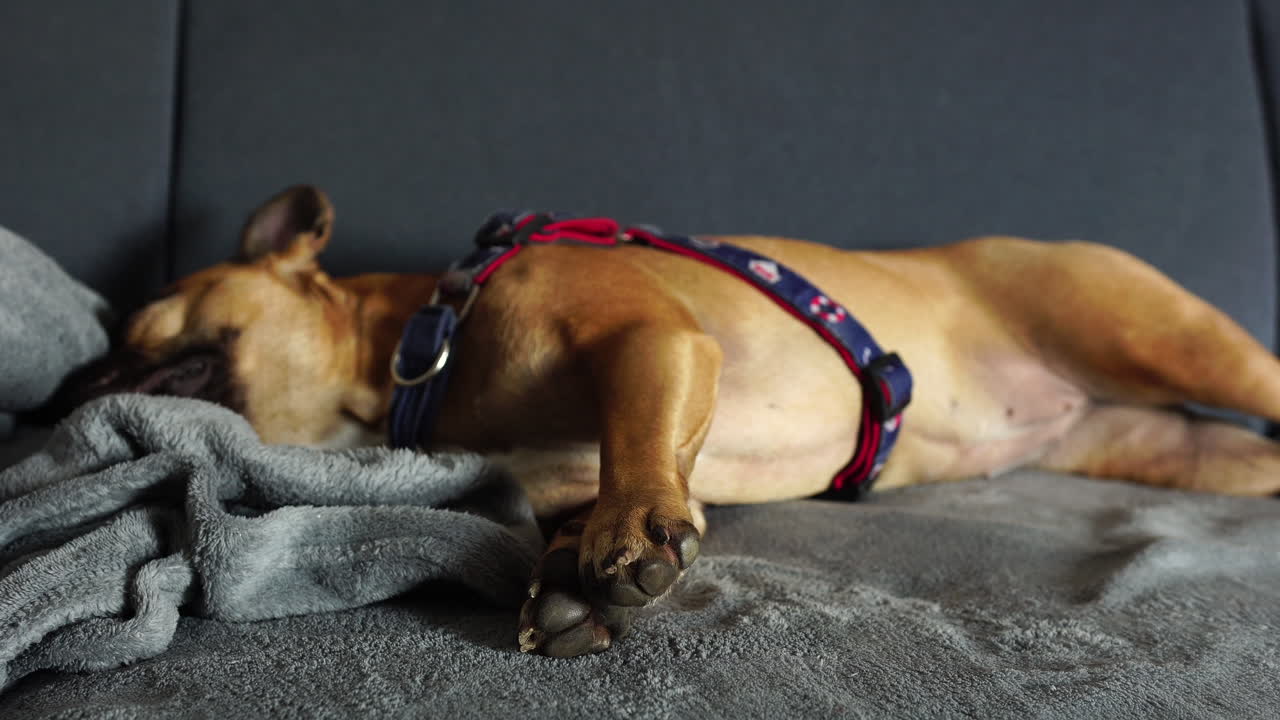 The French Bulldog lies on the blanket, breathes calmly and has colorful braces on