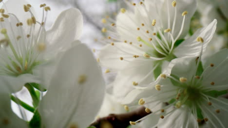 floral background. closeup white flowers blooming cherry tree blossom