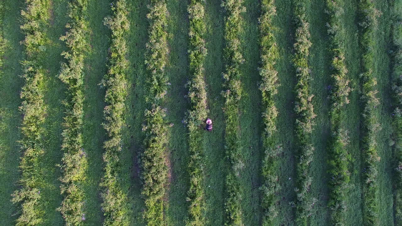 campos con rosas durante la cosecha en bulgaria