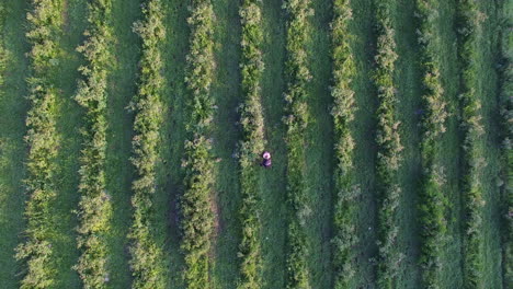 campos con rosas durante la cosecha en bulgaria