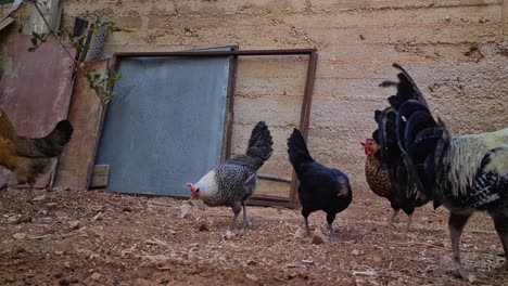 rooster and chickens in the backyard