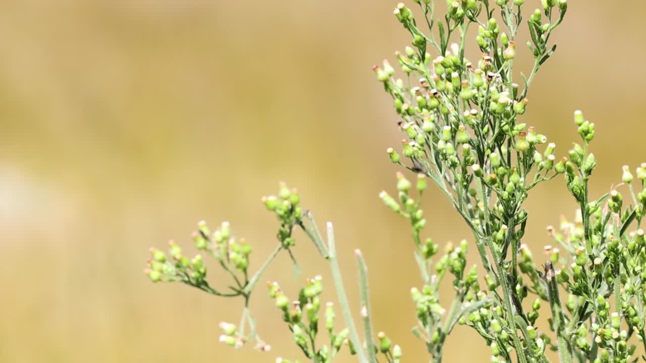 Detailed view of a green plant with small buds, set against a soft, blurred background.