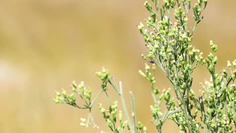 detailed view of a green plant with small buds, set against a soft, blurred background.