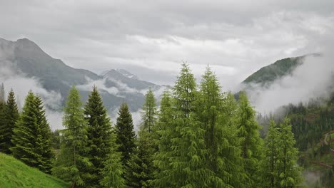 moody grey mist drifts over alpine valley mountain forest pine trees