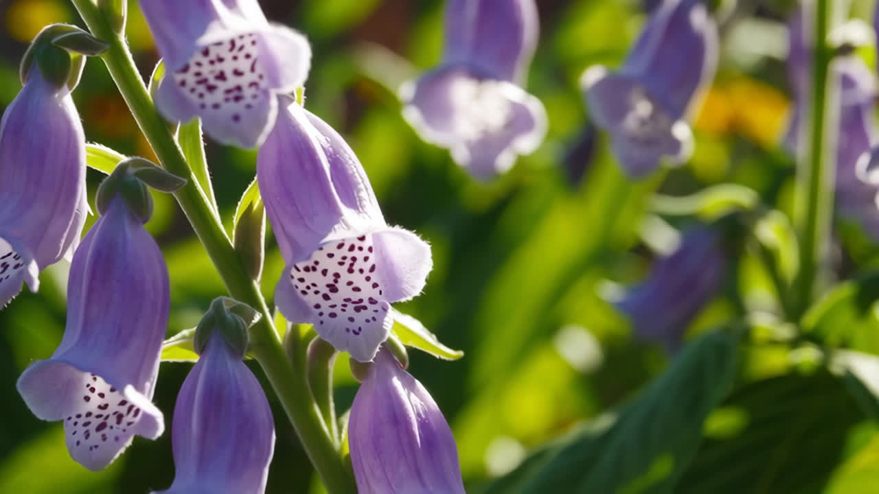 Close-up of Purple Bell Flowers