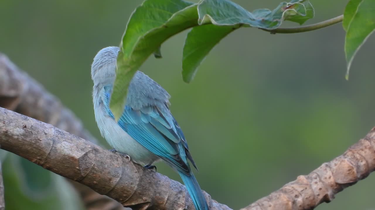 Profile shot slightly behind solo blue-gray tanager bird sitting still on branch with shallow depth of field.