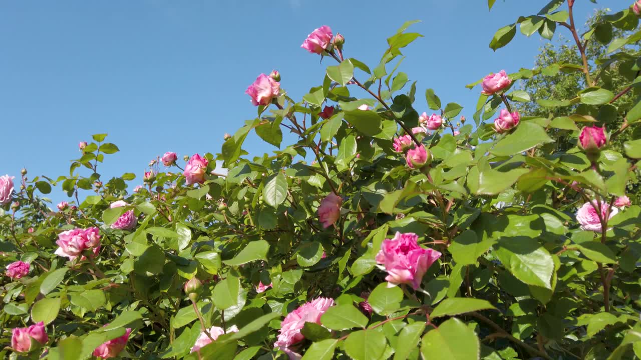 rosas rosadas meciéndose en la brisa con un bonito cielo azul claro como telón de fondo
