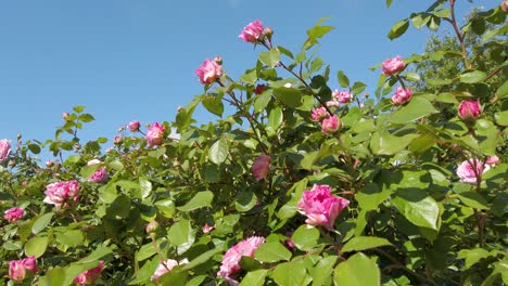 pink roses swaying in the breeze with a nice clear blue sky as a backdrop