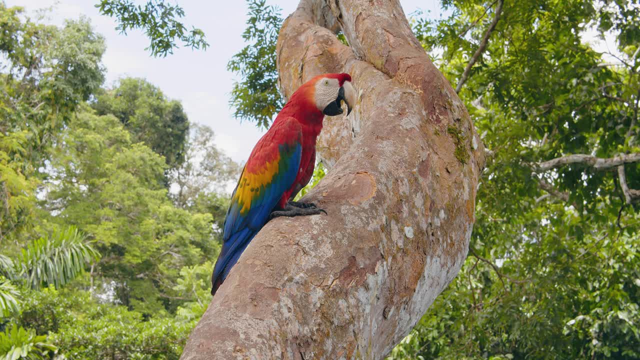 A vivid Scarlet Macaw rests on a tree trunk panting in Peru’s rainforest, seen from an immersive perspective.