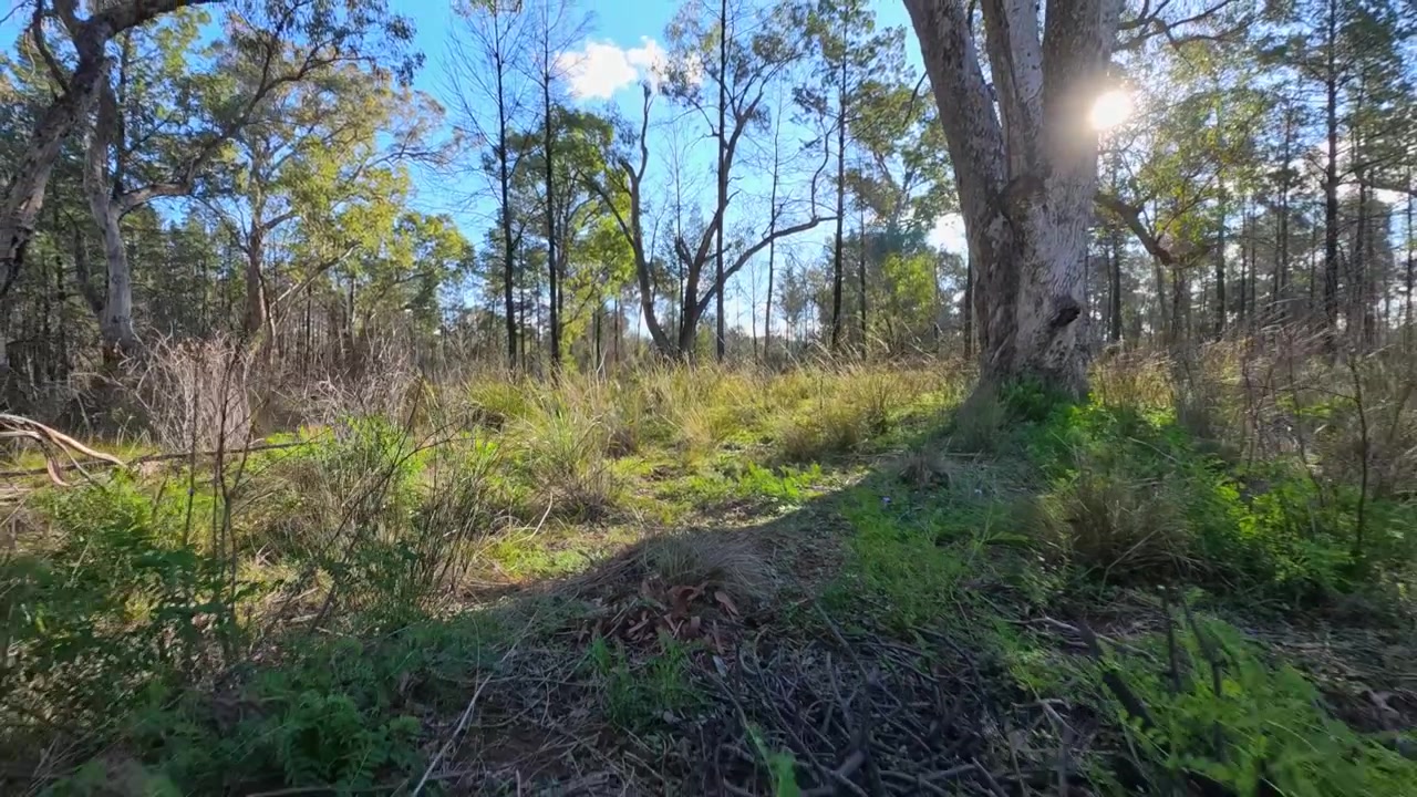 Vista dal basso di foresta nativa con la luce del sole che filtra tra i rami a The Pilliga, Australia