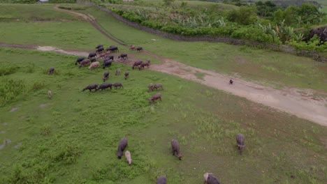 Gran-Grupo-De-Búfalos-Caminando-En-Campo-Verde-En-La-Isla-De-Sumba-Indonesia,-Antena