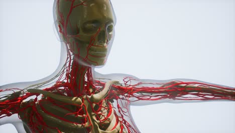 Wissenschaftliche-Anatomie-Menschlicher-Blutgefäße