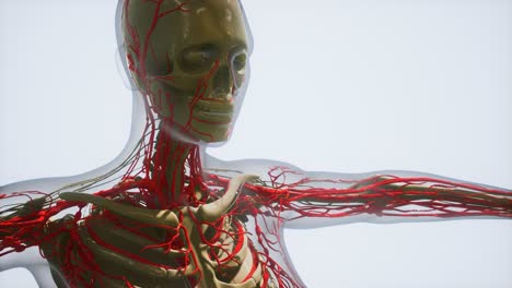 ciencia anatomía de los vasos sanguíneos humanos