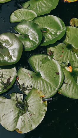 lily pads on a pond