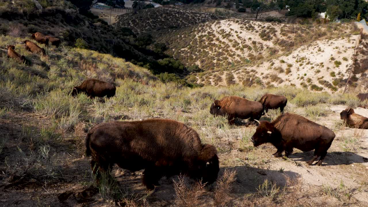 manada de bisontes en el chaparral
