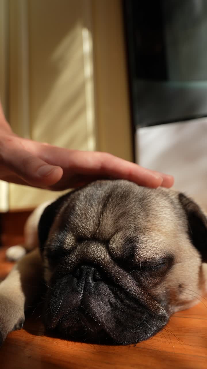 부드러운 손으로 잠자는 파그를 만지는 것