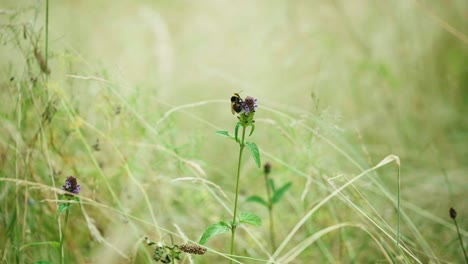 Abeja-Recogiendo-Polen-Antes-De-Volar-En-El-Prado-Del-Jardín