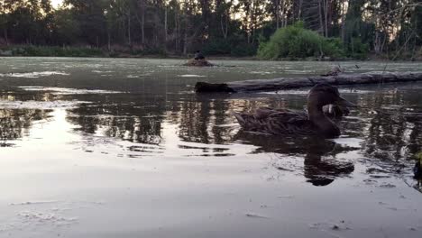 close and low view of two ducks swimming right to left on a pond with bright sunset in the background, reflecting in water