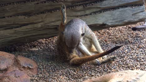 wild small mongoose, meerkat, suricata suricatta licking the perineal area to stimulate excretion of urine and feces by its burrow home in daylight, close up shot