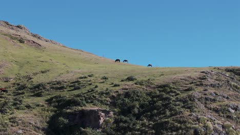 Wild-horses-grazing-near-a-cliff-in-Andean-mountain-pastures-in-Tafí-del-Valle