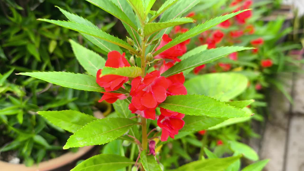 A lush balsam plant thrives with vibrant green leaves. It produces striking red flowers that stand out beautifully. This healthy garden specimen showcases nature's vivid colors