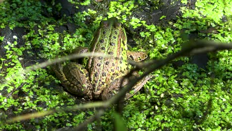 the felt, a wetland in wörgl, tyrol. a green water frog lies camouflaged on the ground.