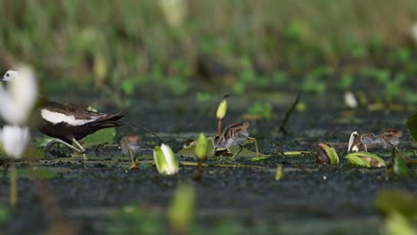 jacana de cola de faisán con hermosos pollitos alimentándose en el estanque de lirios de agua por la mañana