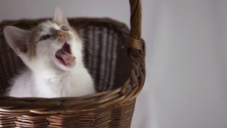 cute white and ginger sleepy kitten in a basket medium shot