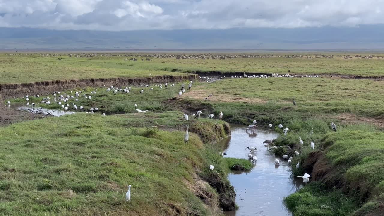 Various birds searching for food in a small stream in Ngorongoro crater. Tanzania.