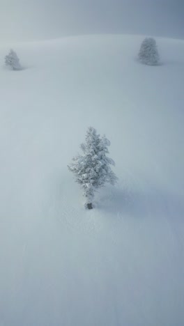 aerial vertical orbit shot of a snow-covered tree on a mountain slope