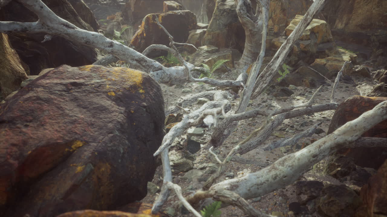 죽은 나무 와 식물 들 이 있는 용암 돌  ⁇