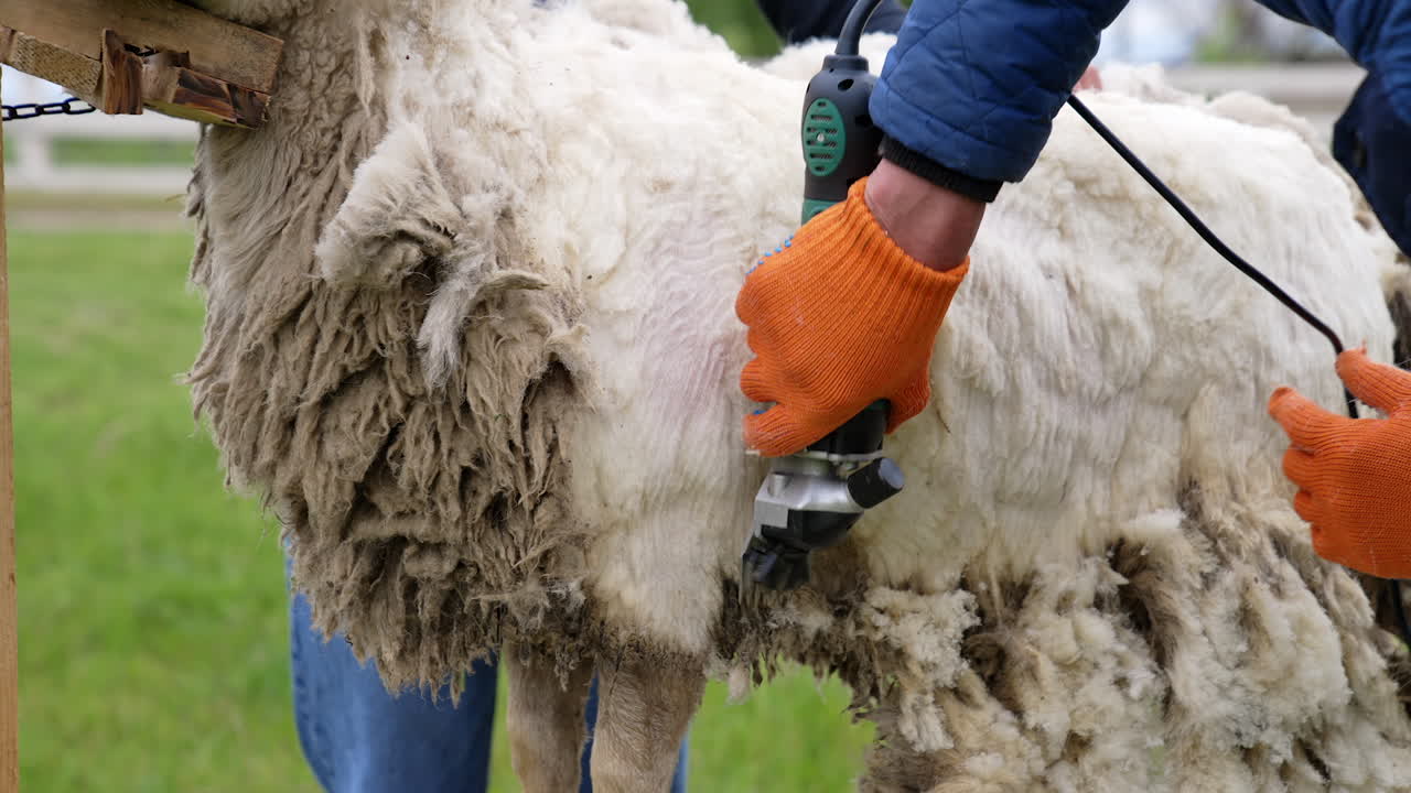Sheep farming. Process of shearing adult sheep with electric hair clipper on a farm. Farmer cutting off sheep wool. Production of fleece.