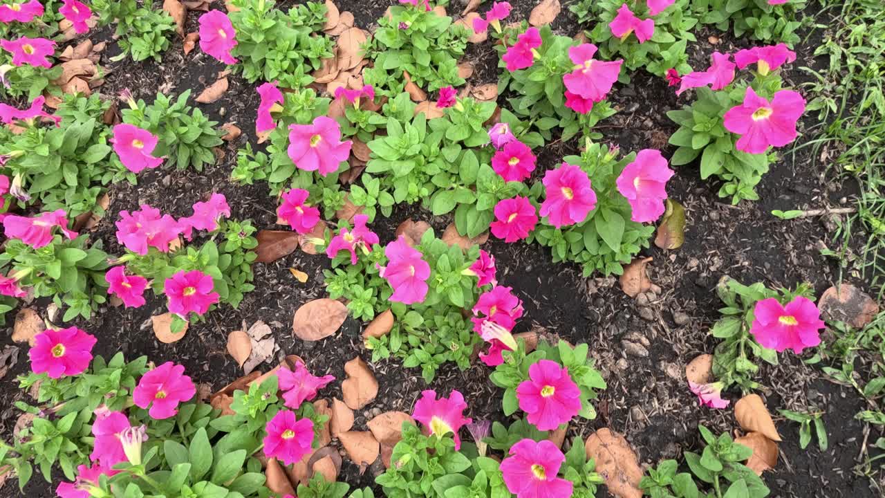 el lapso de tiempo de las flores que se abren y se cierran.