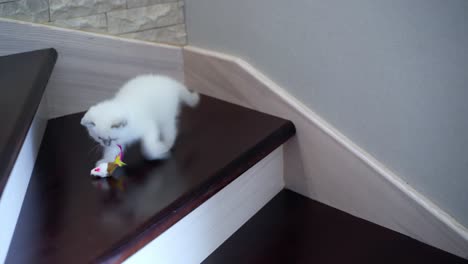 playful cat on stairs. cute cat playing with small soft toy on stairs