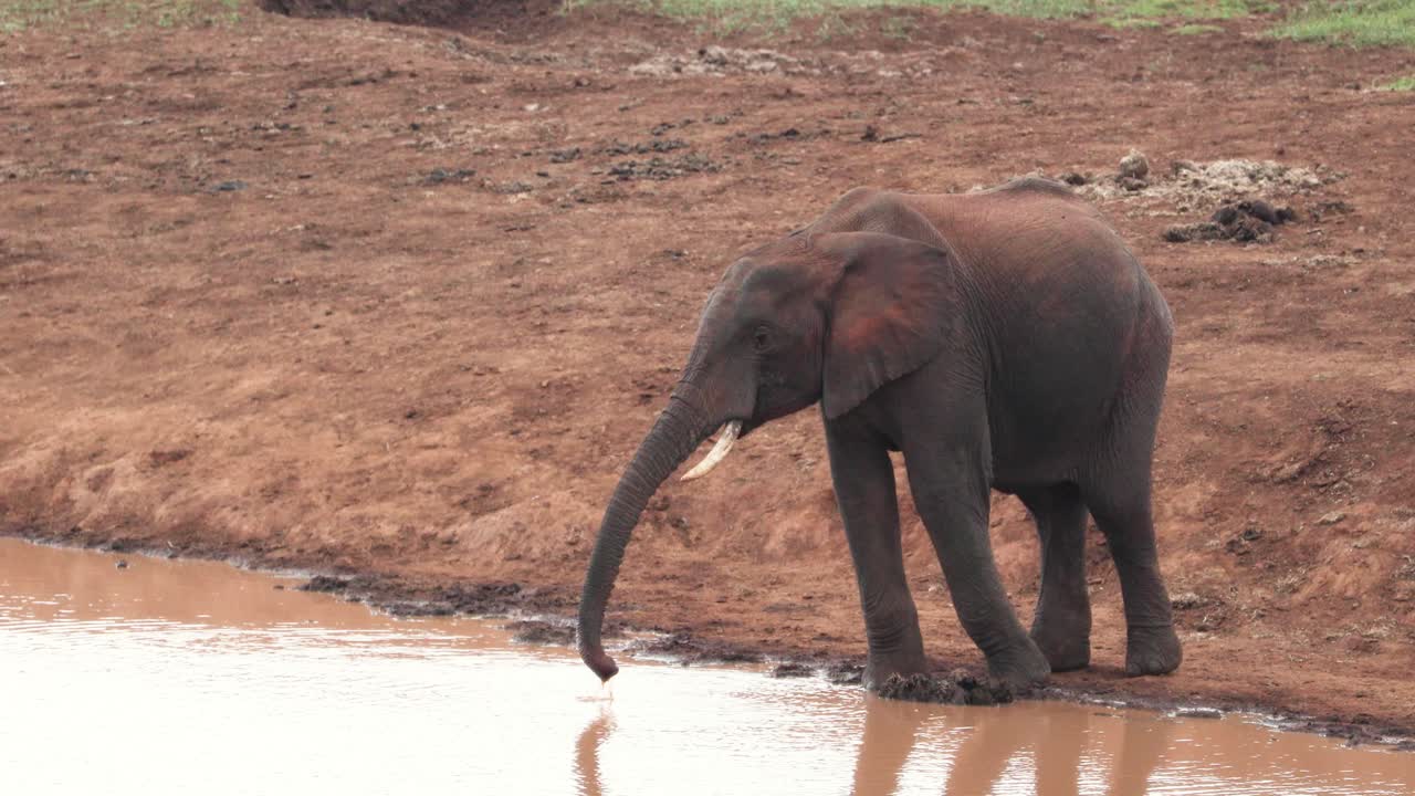 elefante solitario en el pozo de agua en la sabana del parque nacional de aberdare en kenia, áfrica oriental