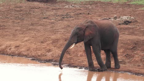 Lone-Elephant-On-The-Waterhole-In-The-Savannah-Of-Aberdare-National-Park-In-Kenya,-East-Africa