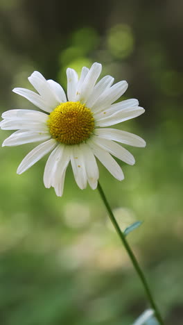 flor de margarita blanca de cerca