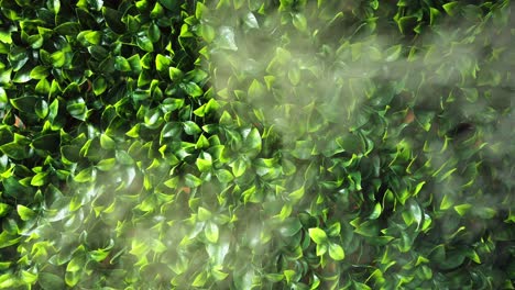 vapor de un humidificador con fondo de hojas verdes