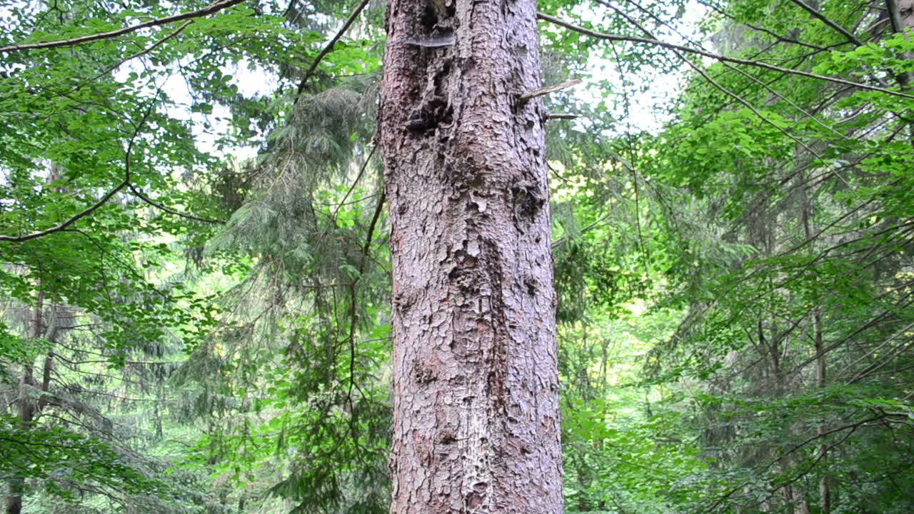 Il bosco in montagna. Scatto a luglio
