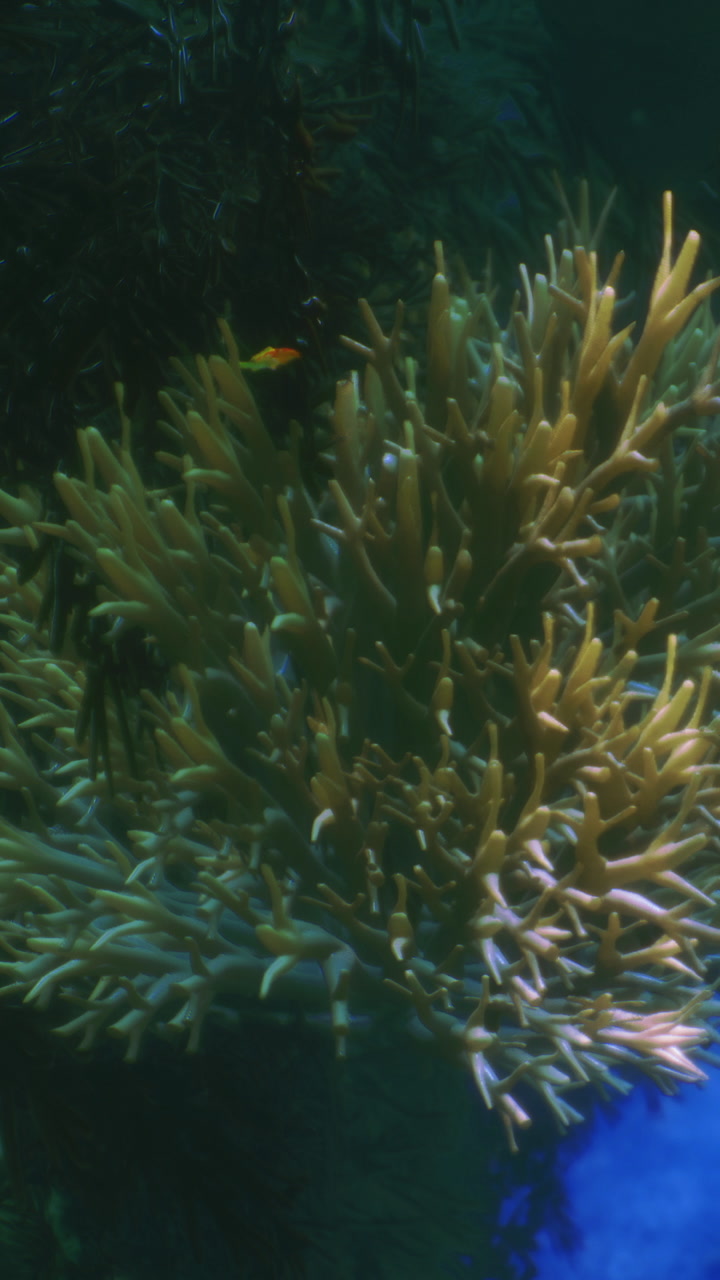 Colorful coral reef teeming with life in a serene underwater world