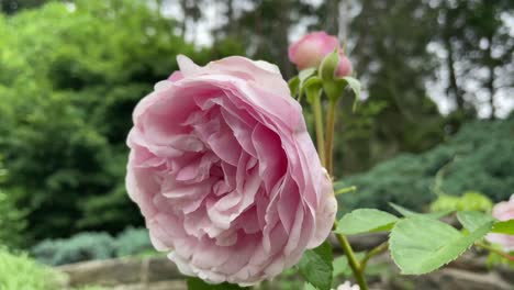 beautiful flowers in a well kept garden