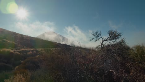 un primer plano de un arbusto de coníferas contra el nebuloso volcán teide