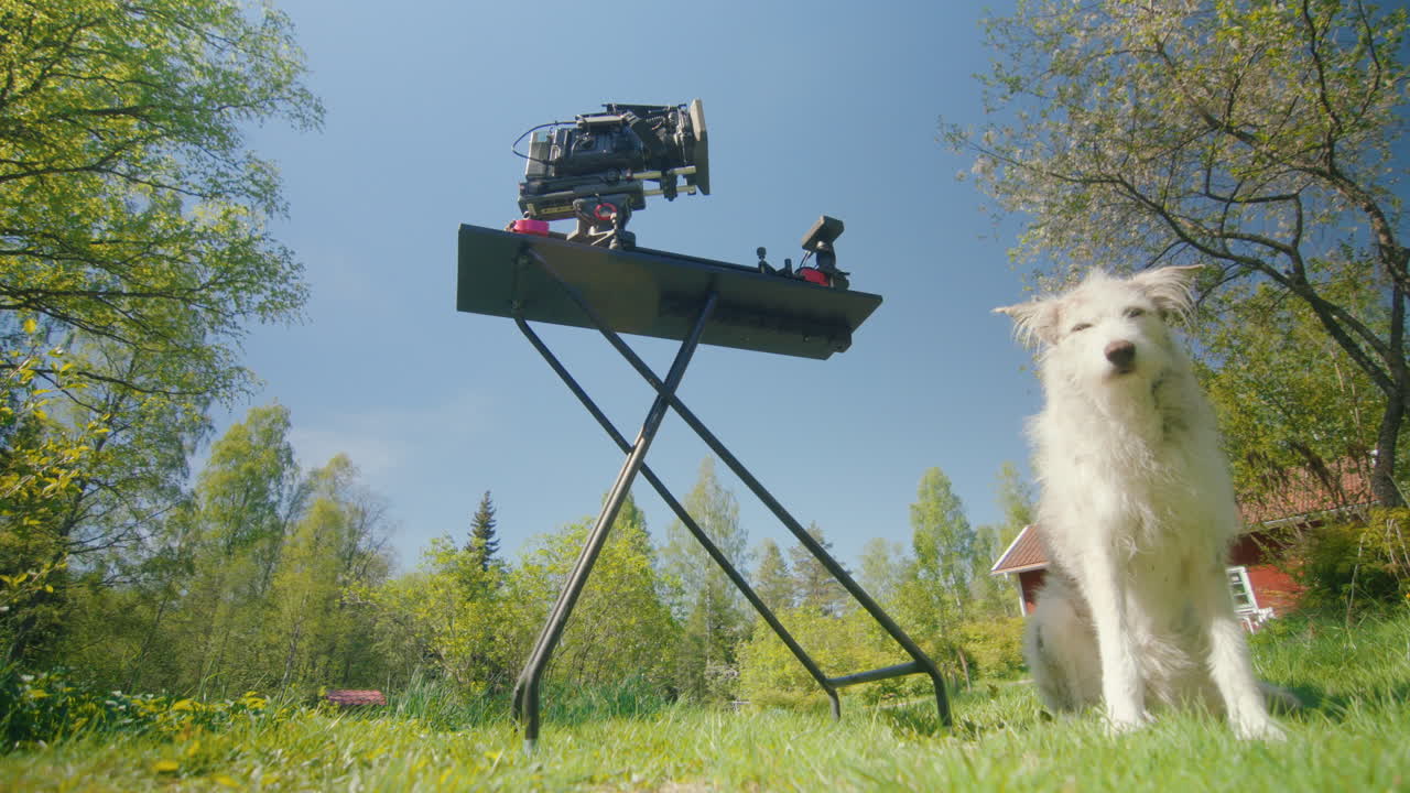 Assistant crossbreed pet dog sit next to ironing board holding slider and camera