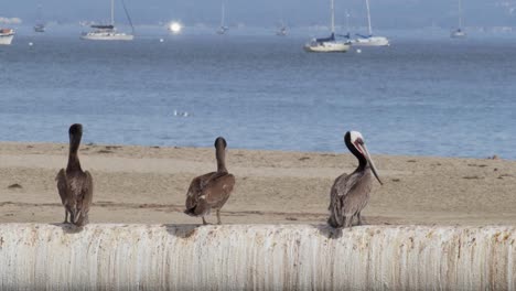 Three-Brown-Pelicans,-Pelecanus-occidentalis-on-Sea-Wall-near-Boats-on-Ocean