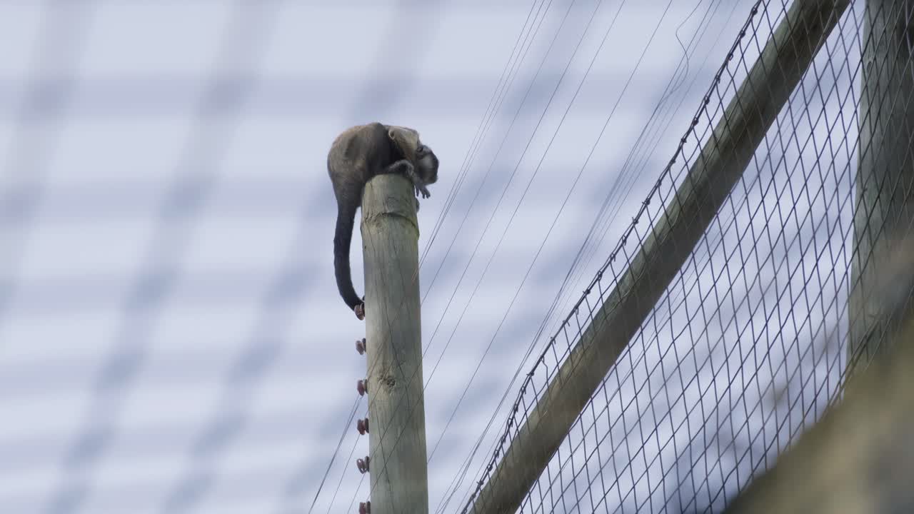 adorable mono capuchino sentado en un alto poste de madera en un recinto detrás de una valla de alambre