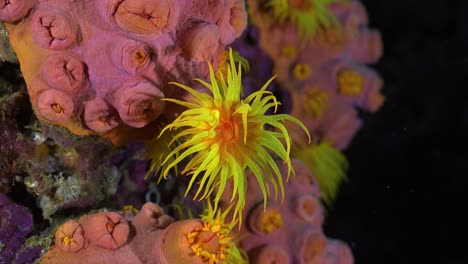 single yellow daisy coral on coral reef at night