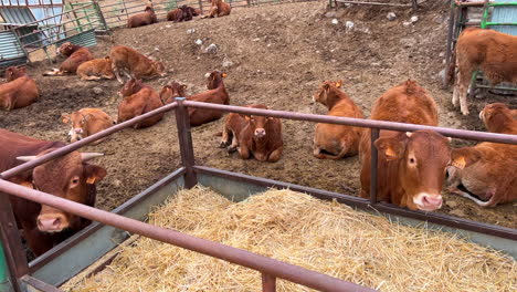 Cows-eating-hay-and-dry-grass-and-relaxing,-animals-at-a-farm-in-Spain,-farm-to-table,-ecological-farming,-4K-shot