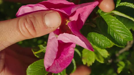 beautiful pink flower being handled, close up