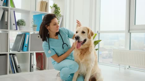 veterinario que examina al perro golden retriever en la clínica