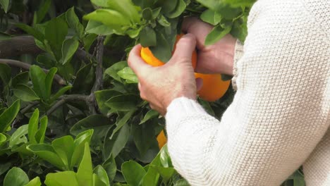 organic orange picked from a tree, spain